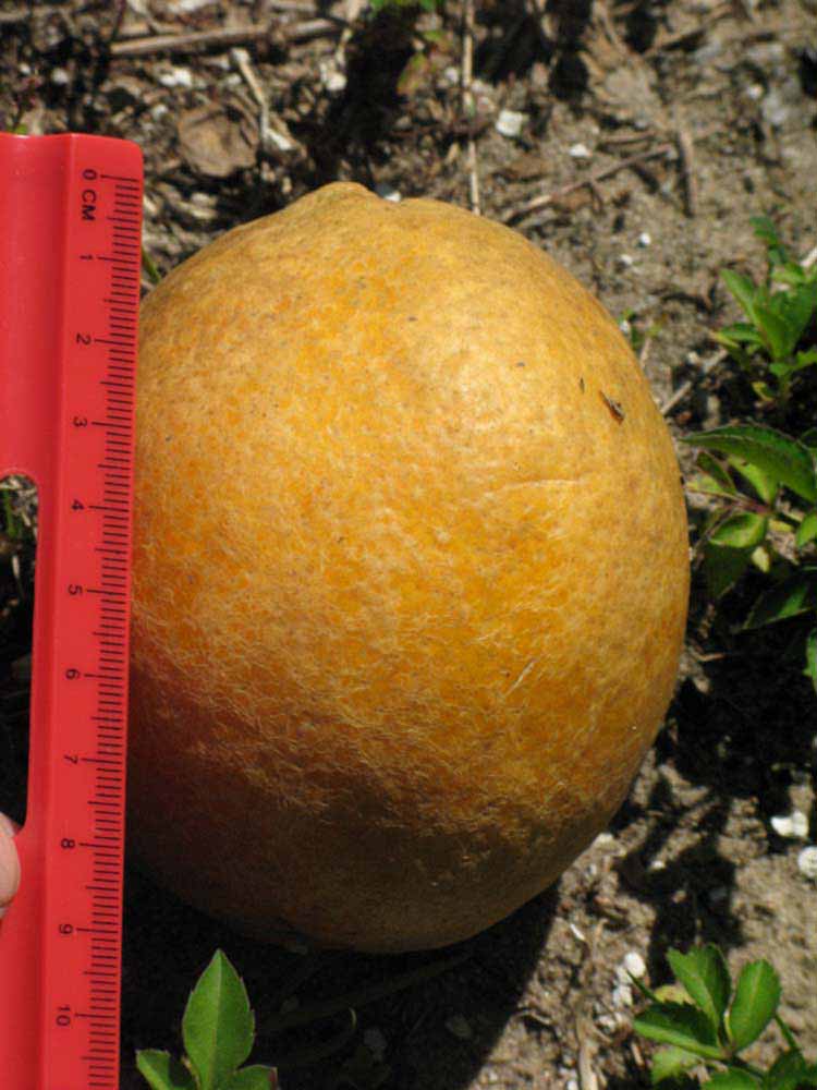            Fruit (Winter Haven, FL)   